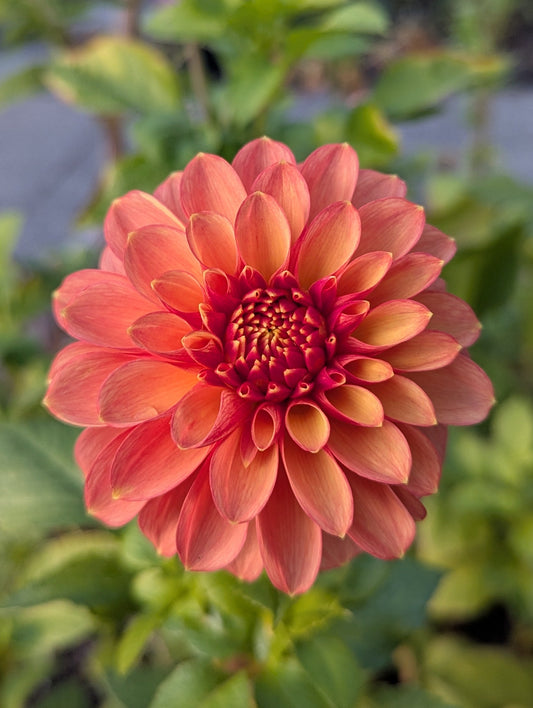 Orange and red flower with green leaves in a garden setting