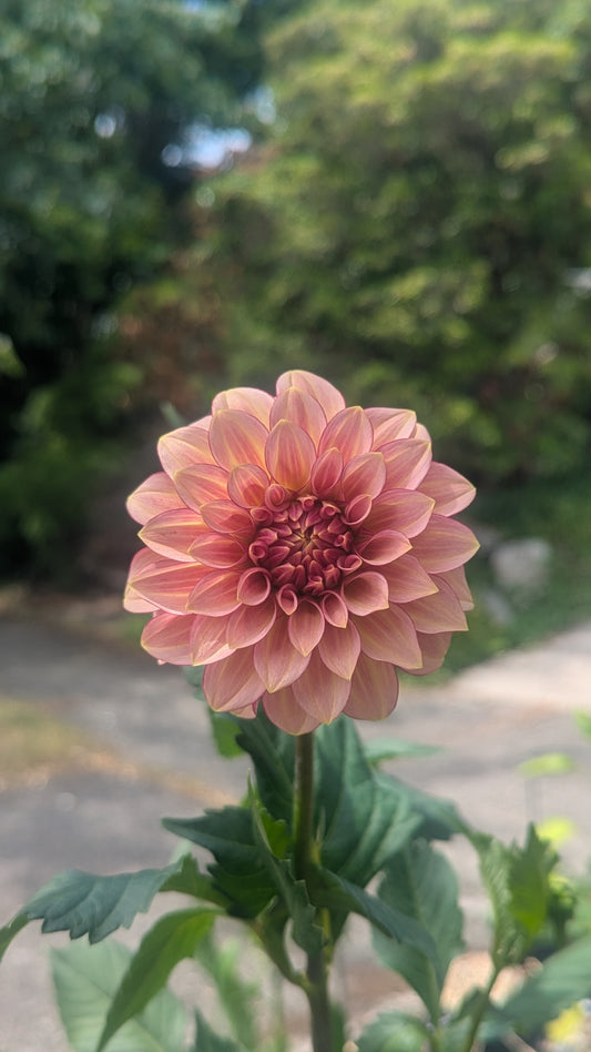 RM Raspberry Twinkle