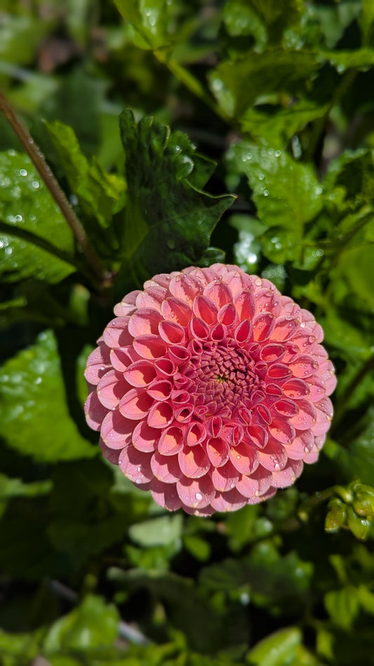 KA's™ Boho Rose