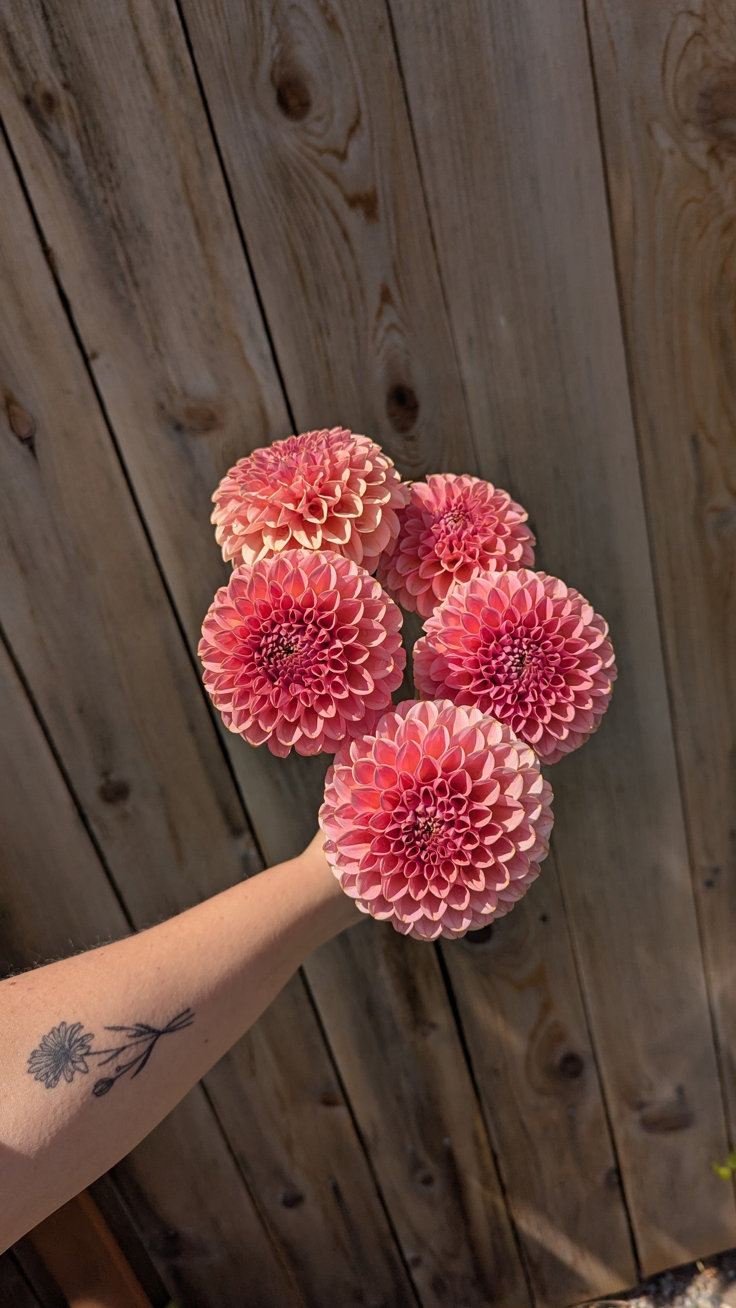 KA's™ Boho Rose