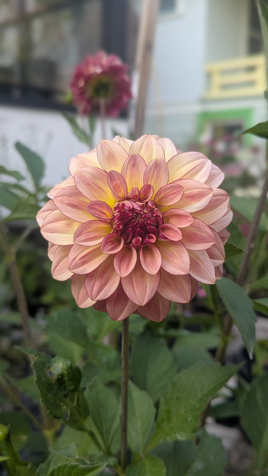 KA's™ Mocha Katie Dahlia Tuber