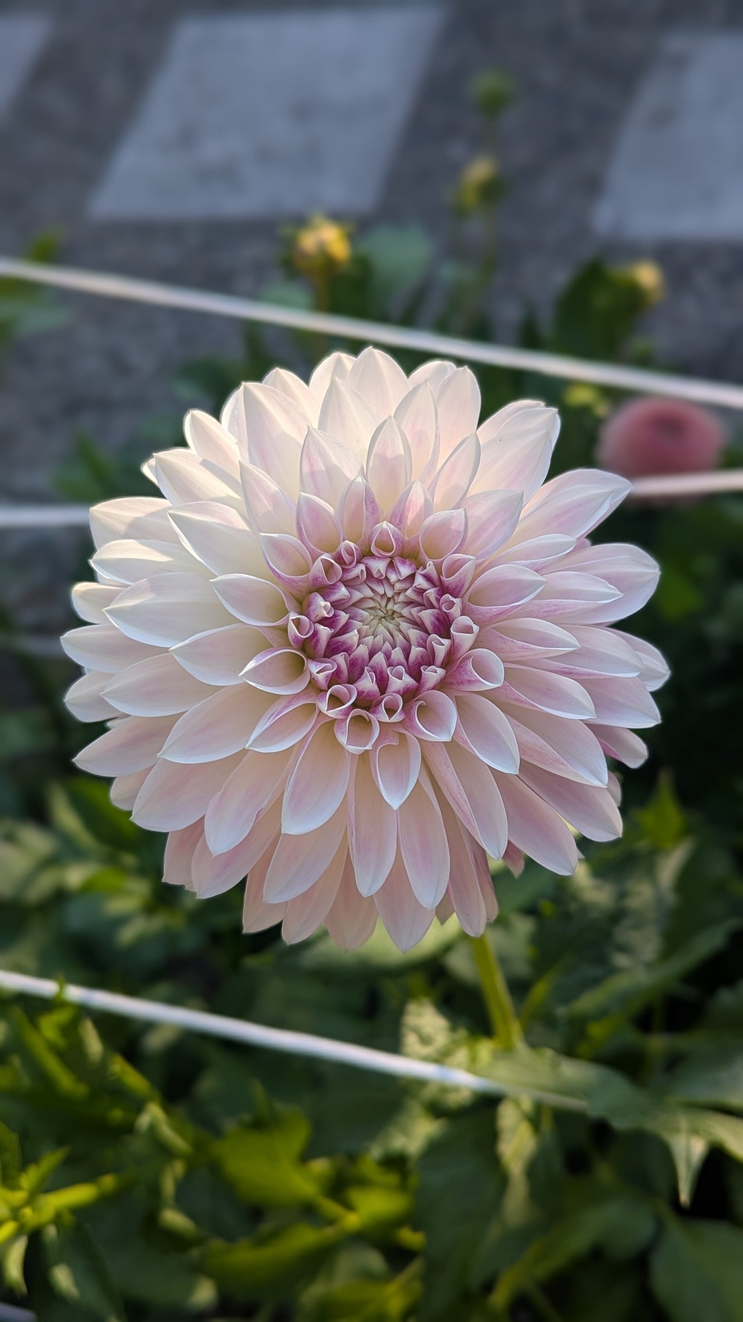 KA's™ Rose Quartz Dahlia Tuber
