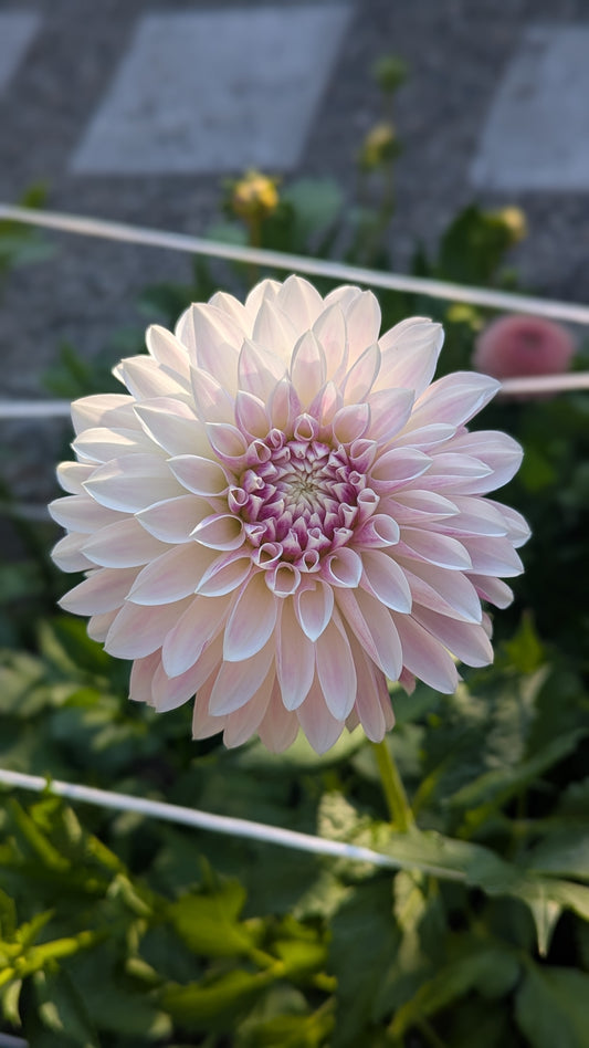 KA's™ Rose Quartz Dahlia Tuber