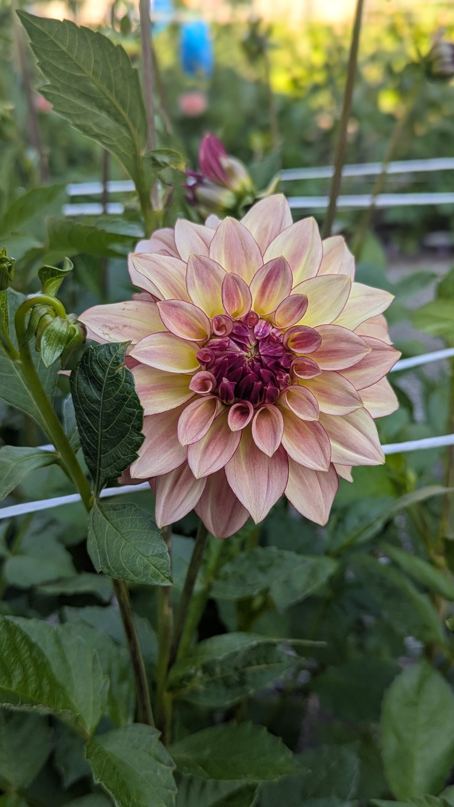 KA's™ Mocha Katie Dahlia Tuber