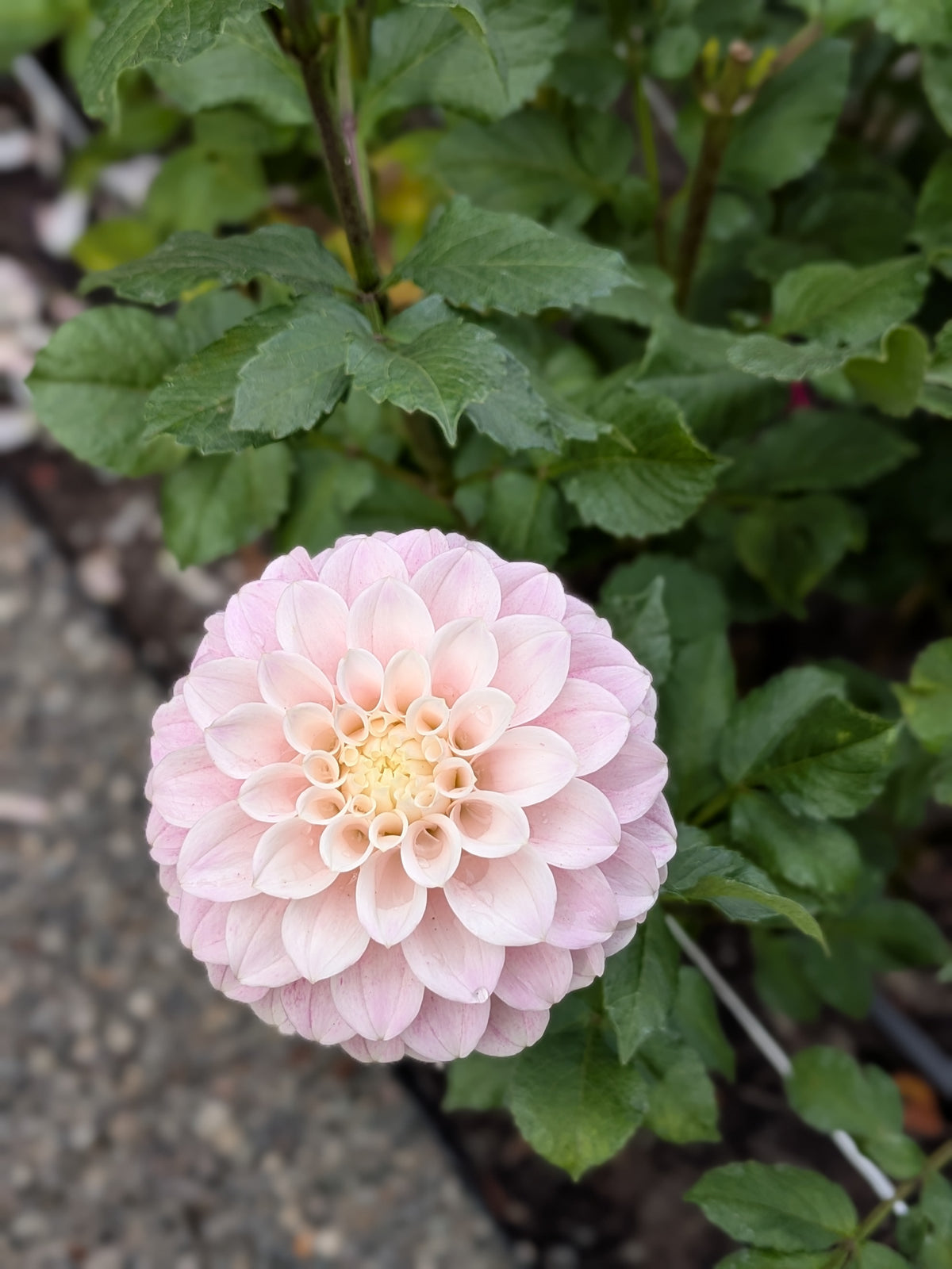 Bell's Caledonia Tuber