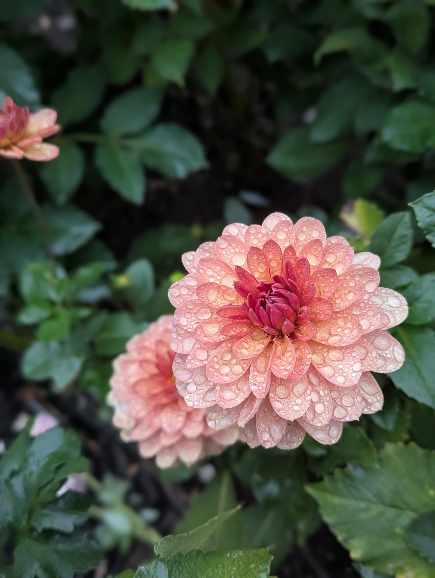 Chateau de la Bourdaisiere