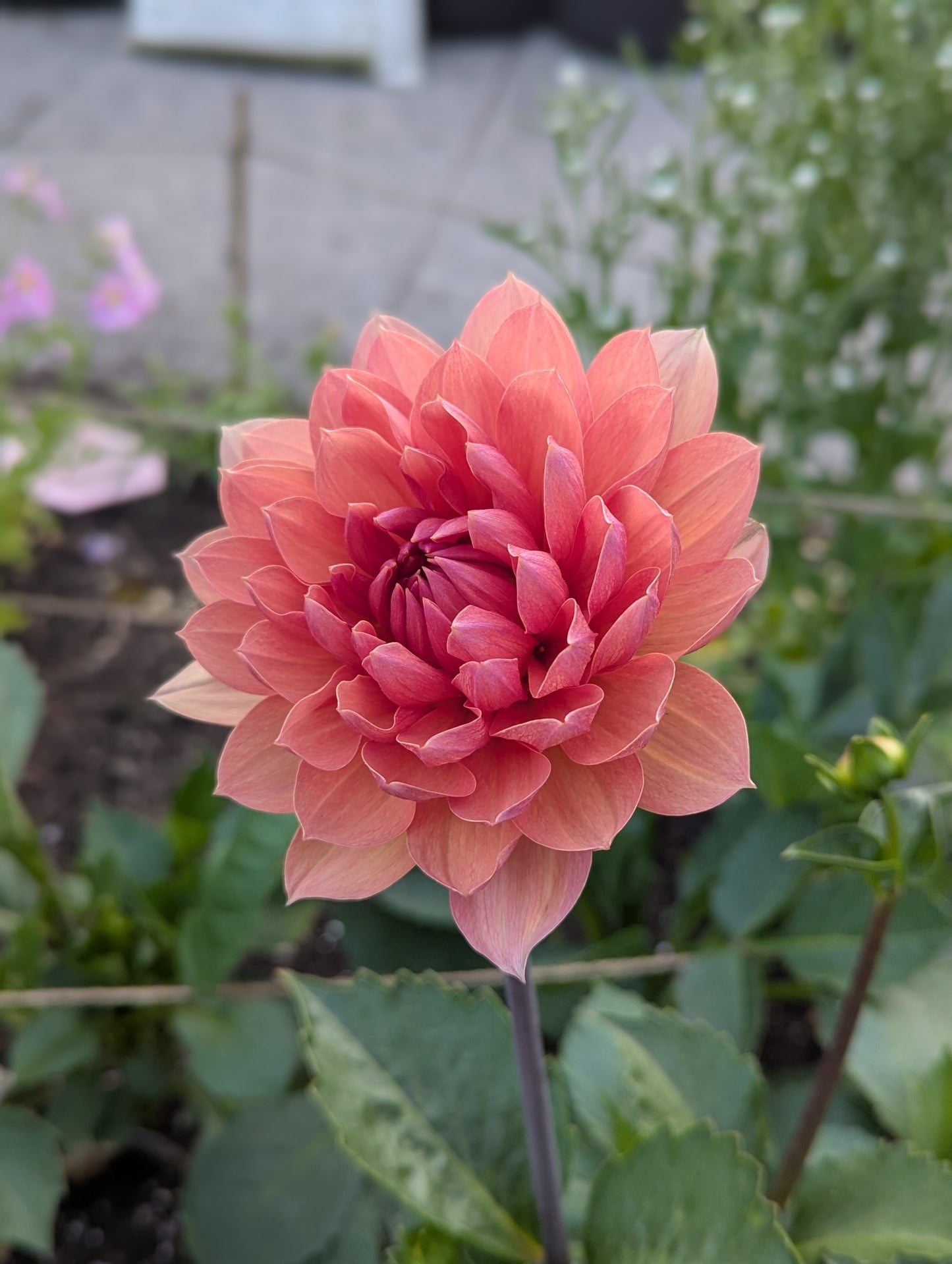 Chateau de la Bourdaisiere